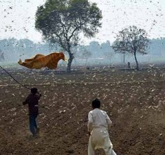 Jaipur Got Invaded By Swarms Of Locusts And The Videos Look Apocalyptic