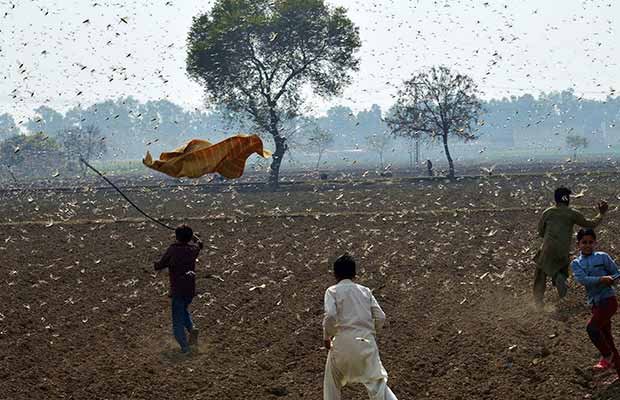 Jaipur Got Invaded By Swarms Of Locusts And The Videos Look Apocalyptic